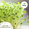 Toraf Flavor Symphony sēklu komplekts - 12 iepakojumi