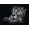 Ashley Rader: Speed - Gepard, In the Sign of Grace, Puzzle 1000 gab.