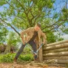 Gardena zaru griezēji EasyCut L Pelēks/tirkīzzils 50 cm (12031-88)