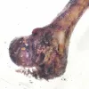 PETMEX šķiņķa kauls - košļājamā rotaļlieta sunim - 1 gab.