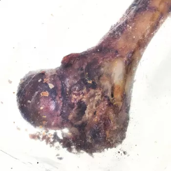 PETMEX šķiņķa kauls - košļājamā rotaļlieta sunim - 1 gab.