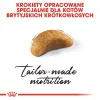 Sausā kaķu barība Royal Canin British Shorthair Kitten 2 kg – vista, 38% olbaltumvielu, 20% tauku, augšanas formula