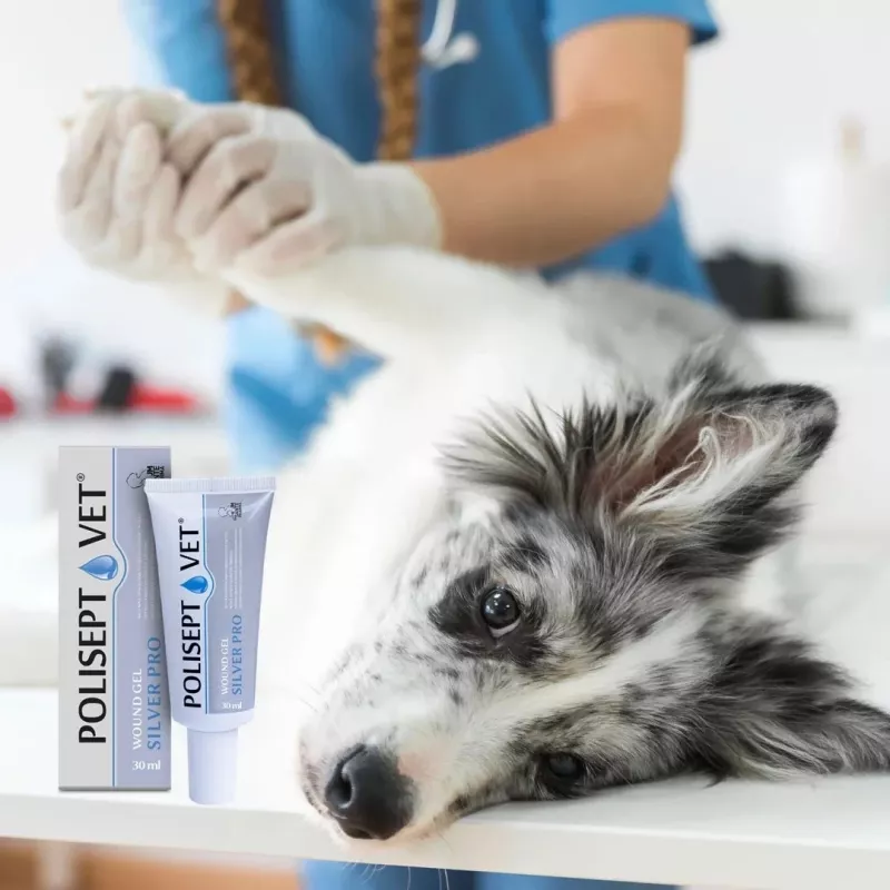 Brūču želeja JM Sante Polisept Vet Silver Pro 30 ml — vietēja brūču kopšana suņiem un kaķiem, 30 ml tūbiņa