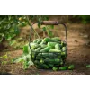 Wisconsin Cucumber SMR 58 Toraf dārzeņu sēklas, 5g iepakojums