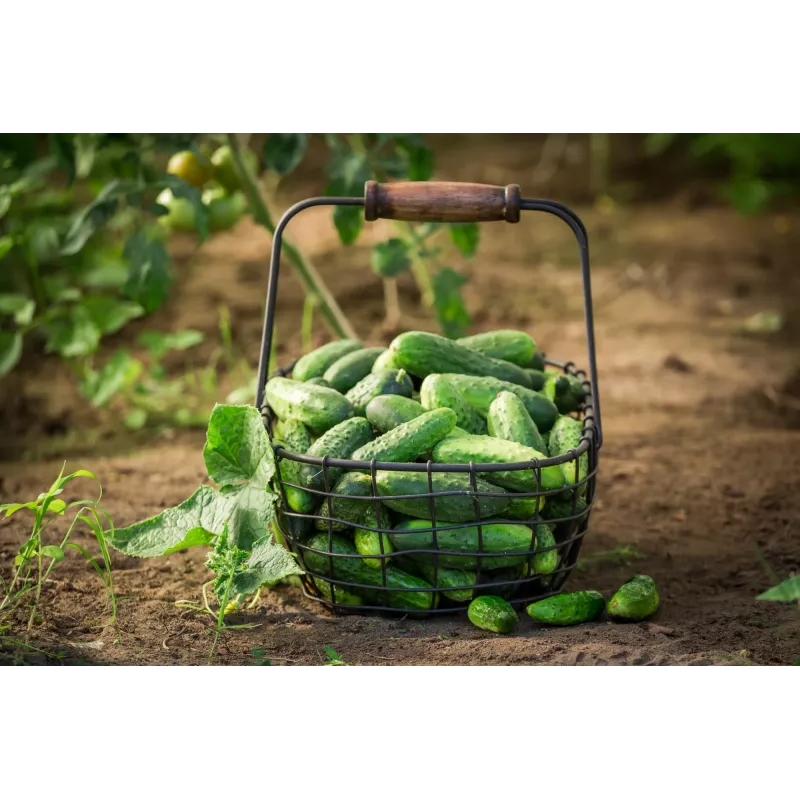 Wisconsin Cucumber SMR 58 Toraf dārzeņu sēklas, 5g iepakojums
