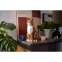 LEGO IDEAS 21376 oranža Cat