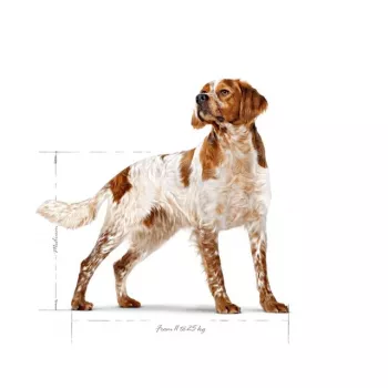 Royal Canin SHN Medium Adult sausā suņu barība, 15 kg