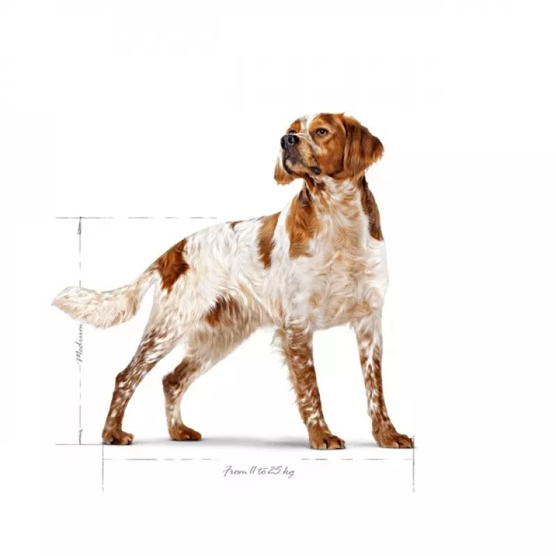 Sausā suņu barība Royal Canin SHN Medium Adult 15 kg — pilnvērtīgs uzturs pieaugušiem vidējo šķirņu suņiem, mājputnu gaļa, 25% olbaltumvielu, 14% tauku