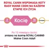 Sausā kaķu barība Royal Canin Maine Coon Kitten 2 kg — mājputnu gaļa, olbaltumvielas 36%, tauki 23%
