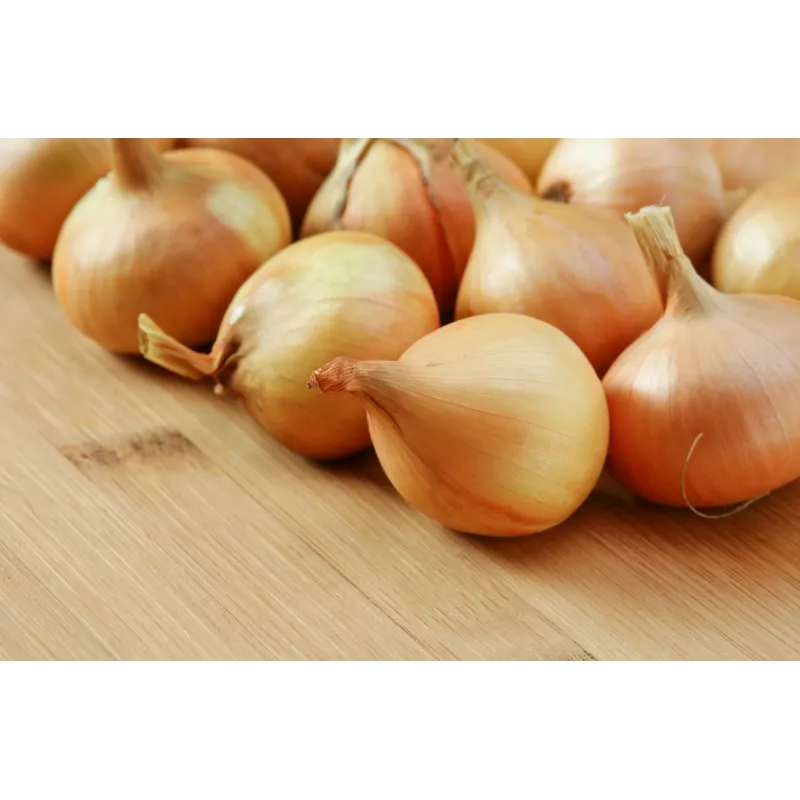 Wolska Onion Toraf dārzeņu sēklas, 5g iepakojums