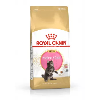 ROYAL CANIN Maine Coon Kitten - sausā kaķu barība - 4 kg