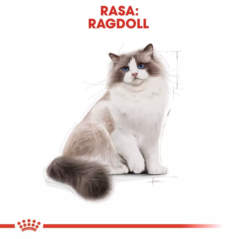 Sausā kaķu barība Royal Canin Ragdoll Adult 2 kg — vistas, 32% olbaltumvielu, 18% tauku