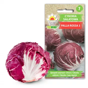 Lettuce Chicory Palla Rossa 3 Toraf dārzeņu sēklas, 5g iepakojums