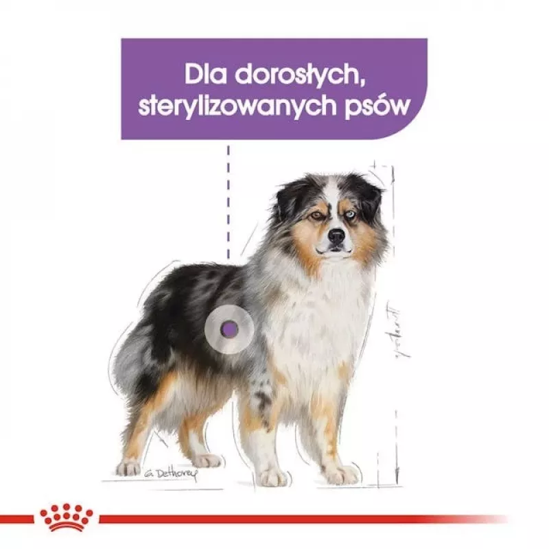 Sausā suņu barība Royal Canin Medium Sterilised Adult 12 kg — sterilizētiem vidēja izmēra pieaugušiem suņiem, mājputnu gaļa, olbaltumvielas 28%, tauki 13%