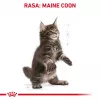 Sausā kaķu barība Royal Canin Maine Coon Kitten 2 kg — mājputnu gaļa, olbaltumvielas 36%, tauki 23%