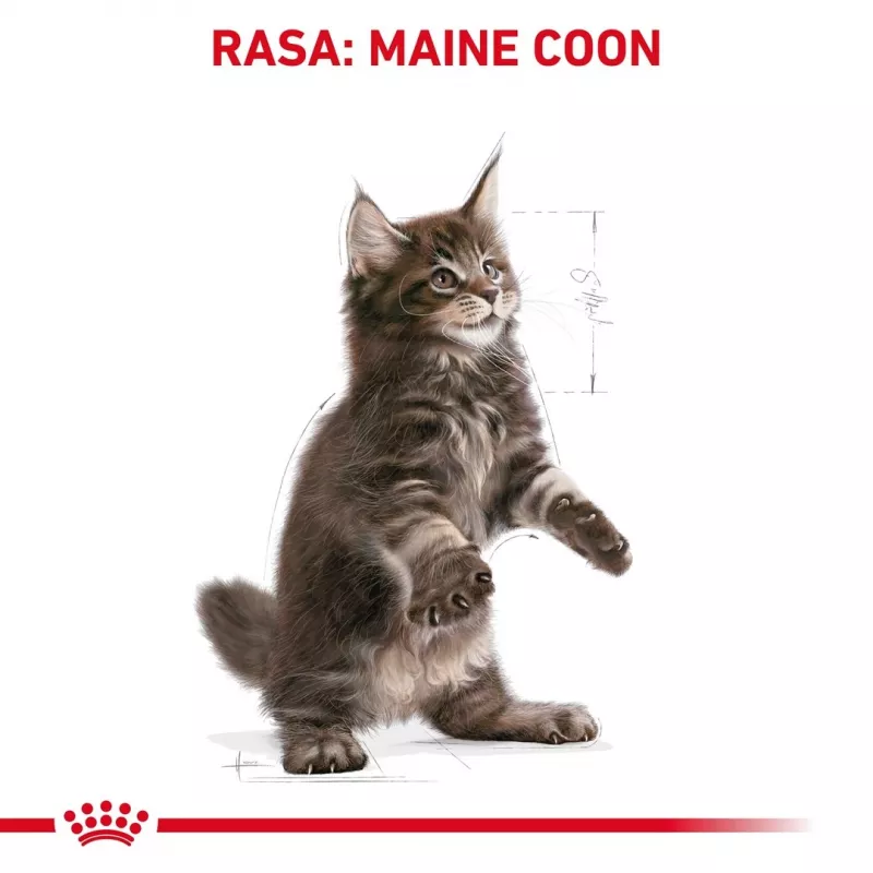 Sausā kaķu barība Royal Canin Maine Coon Kitten 2 kg — mājputnu gaļa, olbaltumvielas 36%, tauki 23%