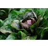 Lettuce Chicory Palla Rossa 3 Toraf dārzeņu sēklas, 5g iepakojums