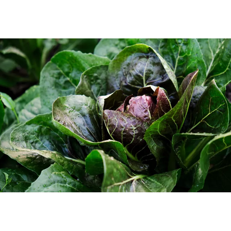 Lettuce Chicory Palla Rossa 3 Toraf dārzeņu sēklas, 5g iepakojums