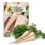 Apte Parsley Half-Long lente 6m — pētersīļu šķirne, vēlīna, augstražīga