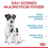 Sausā suņu barība Royal Canin Starter Mother & Babydog 1 kg — vistas garša, 30% olbaltumvielu, 22% tauku