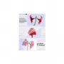 Laminator Pouch Olympia 1x50 DIN A3 80 mikroni