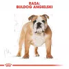 Royal Canin Bulldog Adult sausā barība suņiem, 12 kg