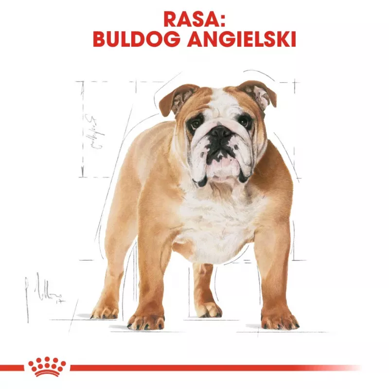 Royal Canin Bulldog Adult sausā barība suņiem, 12 kg