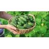 Wisconsin Cucumber SMR 58 Toraf dārzeņu sēklas, 5g iepakojums