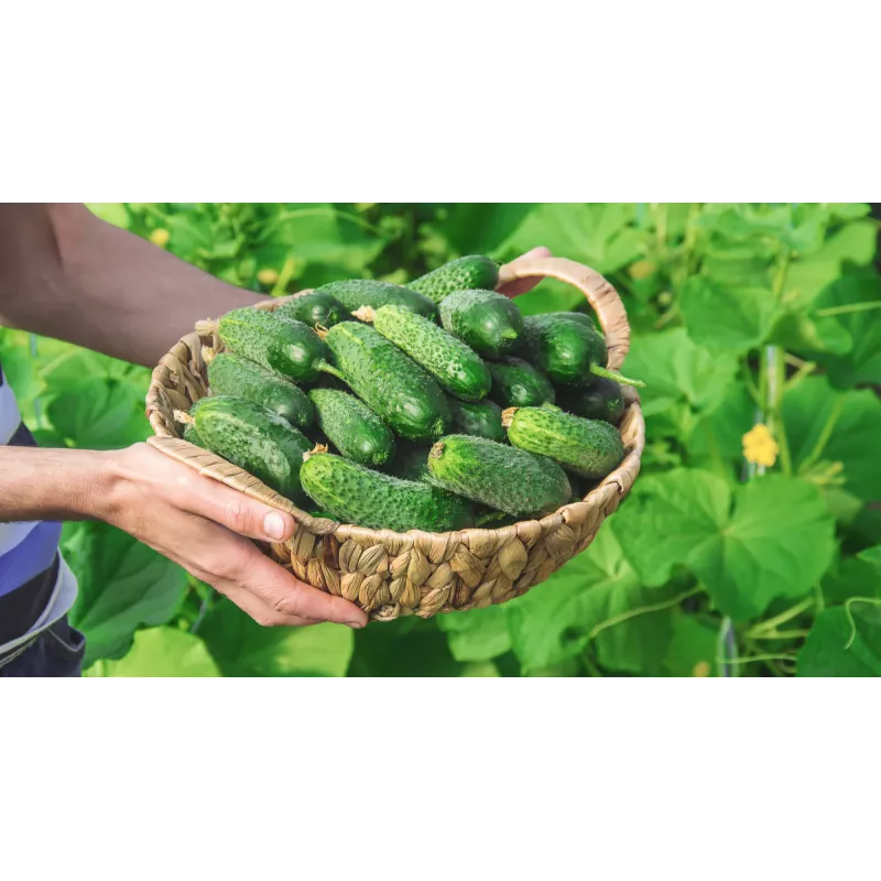 Wisconsin Cucumber SMR 58 Toraf dārzeņu sēklas, 5g iepakojums