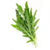 Sēklas uz lentes — Apte Rukola (Eruca sativa) 6 m mājas un dārza audzēšanai