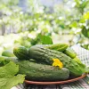 Gurķis Apte ŚREMSKI F1 uz lentes 60 sēklas, 6 m lente — agrīna kodināmo gurķu šķirne