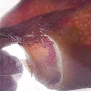 Suņu košļājamā našķe PETMEX Cūkgaļas auss 40 g — dabīga cūkgaļas ausu zobu kopšanas našķe vidējiem un lieliem suņiem