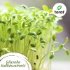 Toraf Tomātu sēklu komplekts Eden - 8 iepakojumi