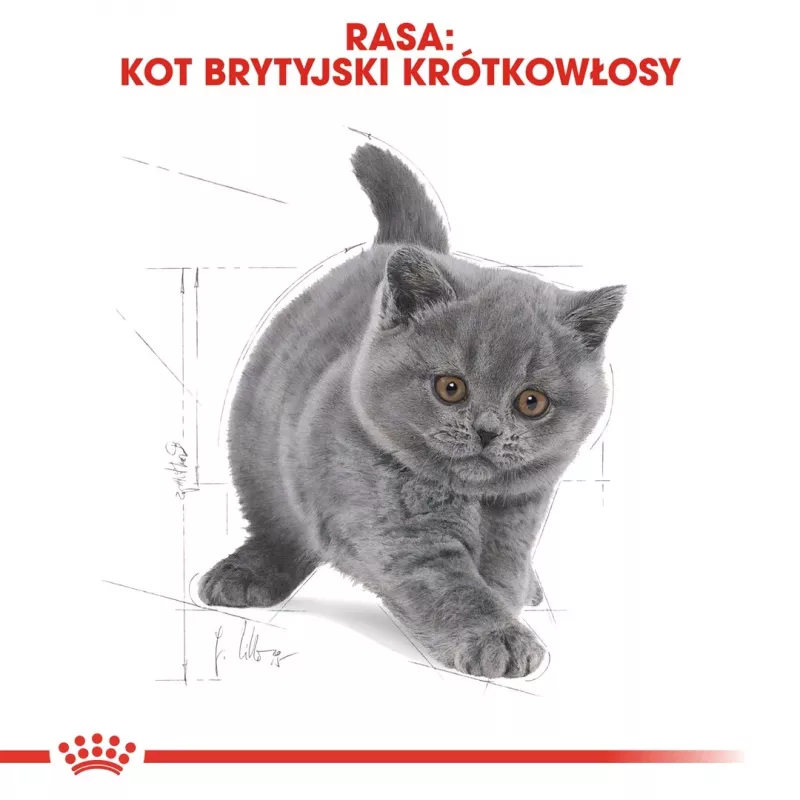 Sausā kaķu barība Royal Canin British Shorthair Kitten 2 kg – vista, 38% olbaltumvielu, 20% tauku, augšanas formula