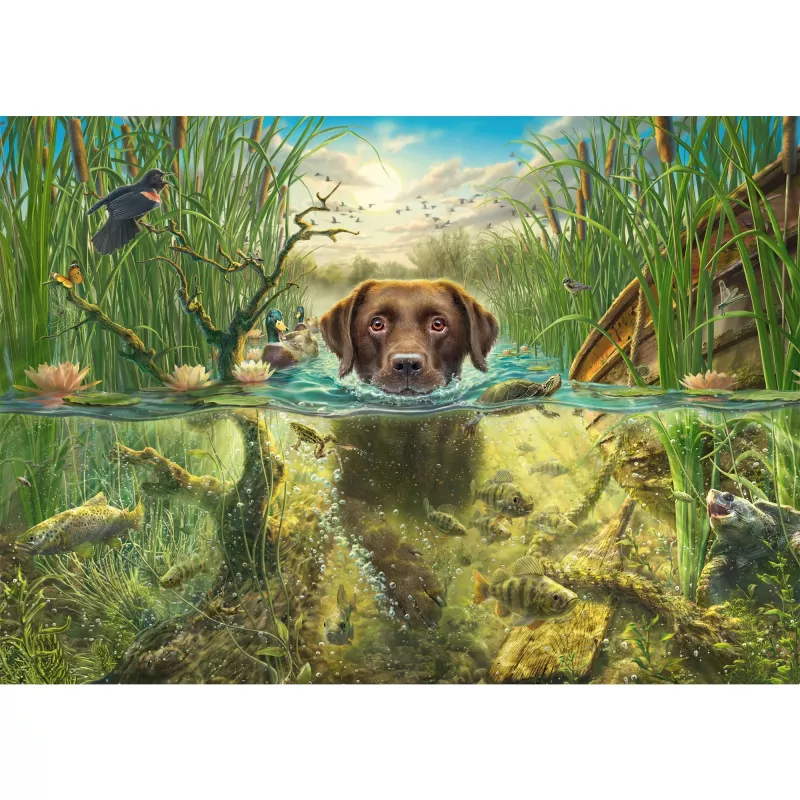 Mark Fredrickson: suņu mīlestība – brūns labradors vēsā ūdenī, puzle 1000 gabali