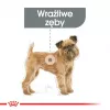 Sausā suņu barība Royal Canin Mini Dental Care 3 kg — pieaugušiem mazo šķirņu suņiem, mājputnu garša, zobu kopšana