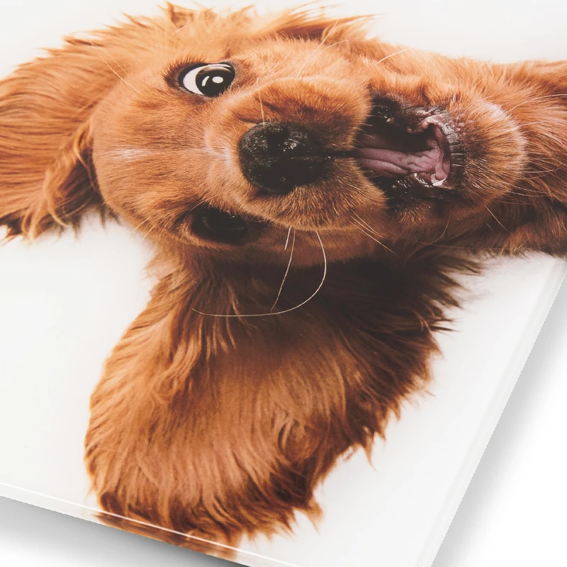Zelmer ZBS1010 baltie svari ZBS1010 Dog ZELMER