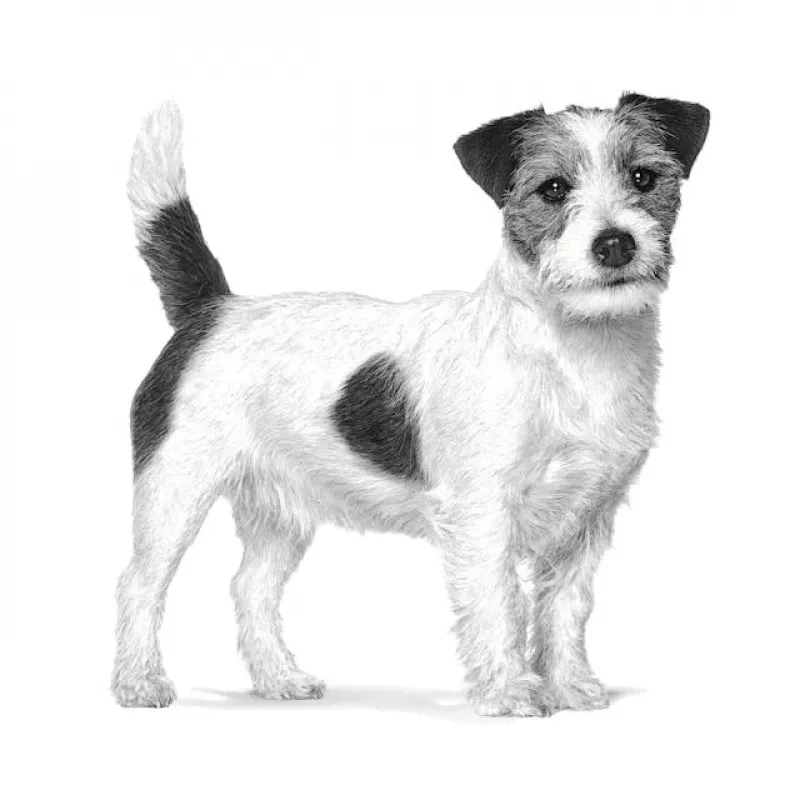 Sausā suņu barība Royal Canin Anallergenic Small — hipoalerģiska formula maziem pieaugušiem suņiem, 3 kg, gaļas garša, bez lipekļa un cukura