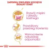 Sausā kaķu barība Royal Canin British Shorthair Kitten 2 kg – vista, 38% olbaltumvielu, 20% tauku, augšanas formula