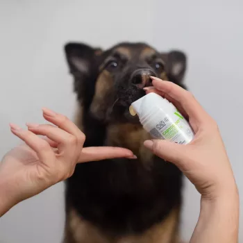 Suņu zobu pasta VETEXPERT Caryodent Enzymatic 50 ml — veterinārā mutes dobuma kopšana, 50 g, bez cukura, bez glutēna