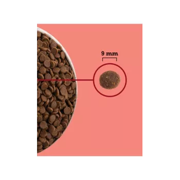 ACANA Highest Protein iekštelpu Cat - sausā kaķu barība - 4,5kg