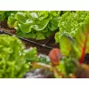Šļūtenes savienotājs Gardena 13211-20 Plastmasa Melns 10 gab.