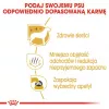 Sausā suņu barība Royal Canin Maltese Adult 1.5 kg — vista, 24% olbaltumvielu, 18% tauku