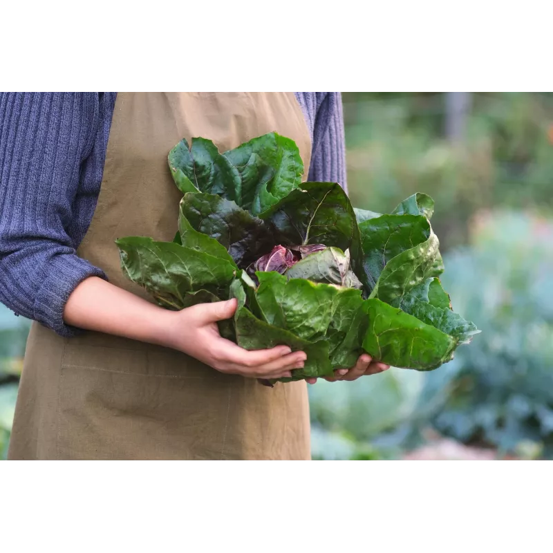 Lettuce Chicory Palla Rossa 3 Toraf dārzeņu sēklas, 5g iepakojums