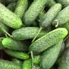 Sēklu lente Apte Cucumber Reja F1 gurķis 6 m ar lēnas iedarbības mēslojumu Platnacote, vidēji agra šķirne