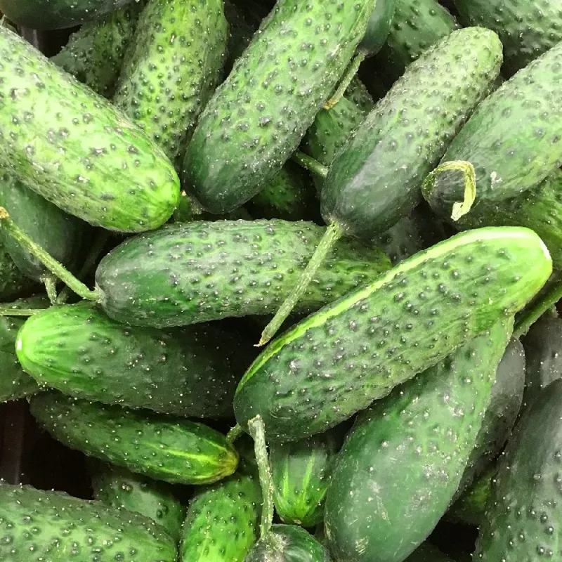 Sēklu lente Apte Cucumber Reja F1 gurķis 6 m ar lēnas iedarbības mēslojumu Platnacote, vidēji agra šķirne
