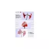 Laminēšanas plēves Olympia 1x100 DIN A4 125 mikroni