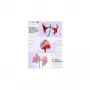 Laminēšanas plēves Olympia 1x100 DIN A4 125 mikroni