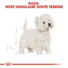 Royal Canin BHN West Highland Balts Terrier Adult - sausā barība pieaugušiem suņiem - 3kg
