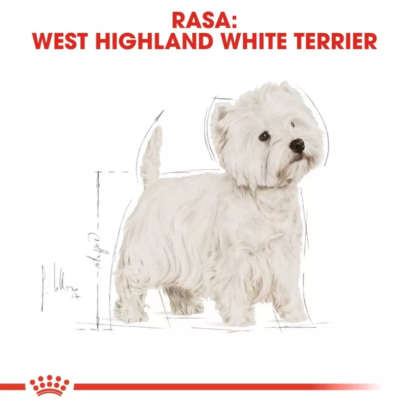 Royal Canin BHN West Highland Balts Terrier Adult - sausā barība pieaugušiem suņiem - 3kg